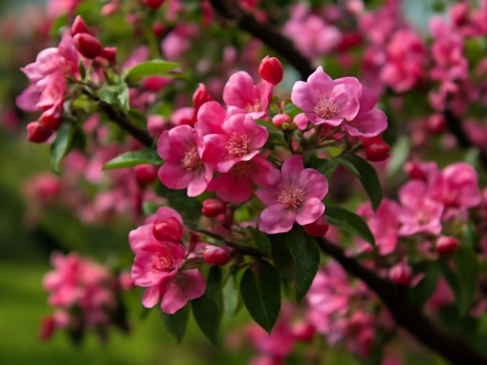 Как правильно поддерживать деревья: секреты подкормки без риска для здоровья