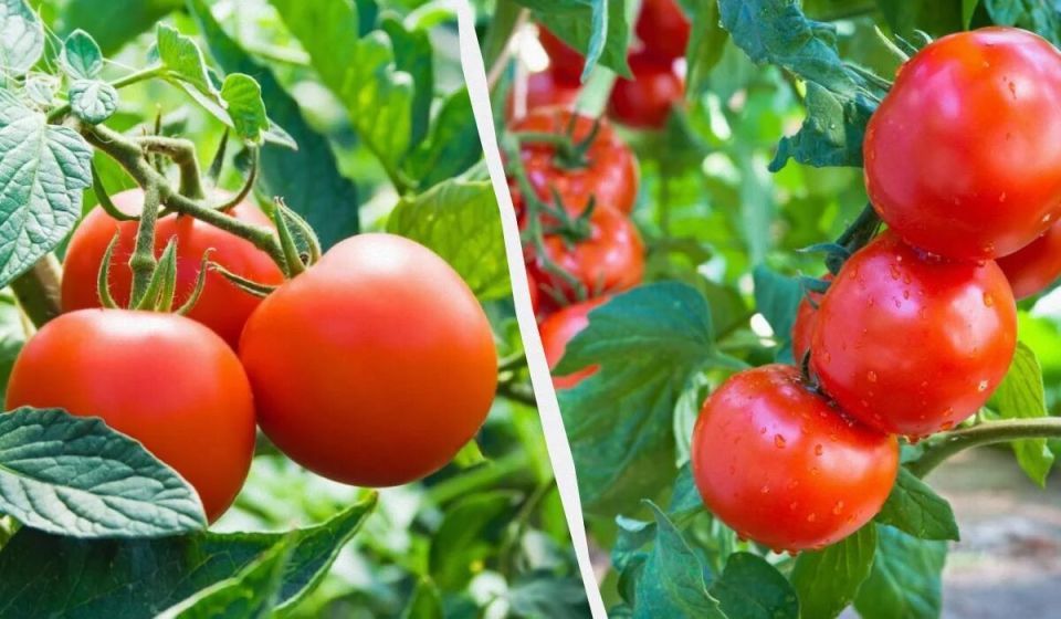 ������� ��������, ������� ����� �������� � ���� ������