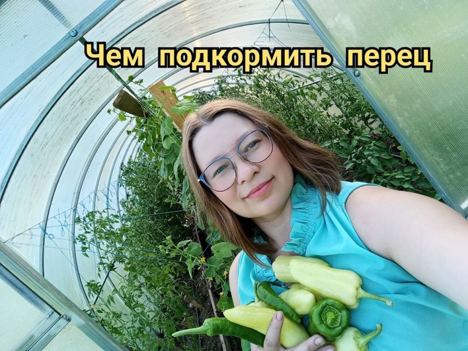 Как добиться богатого урожая сладкого перца: секреты успеха