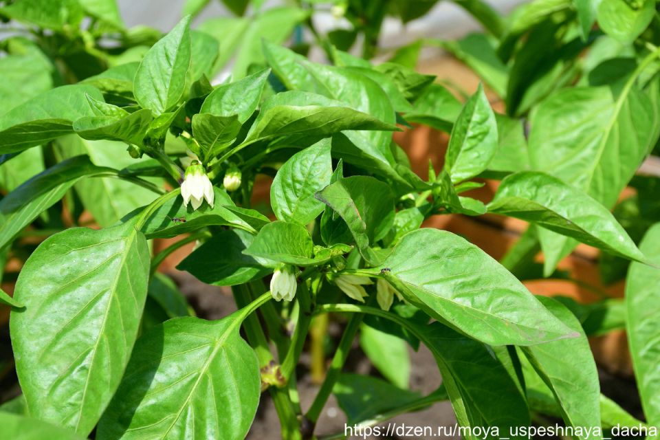 ��� ��������� ������ ������� �������� ������ � ���������� � ���������