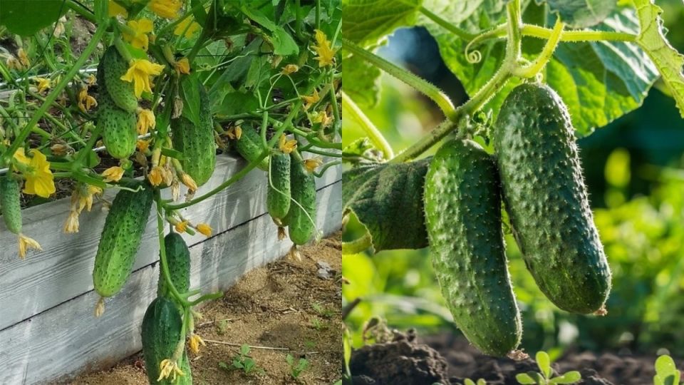 ����������� � ��������: ��� ������� � ��� ������