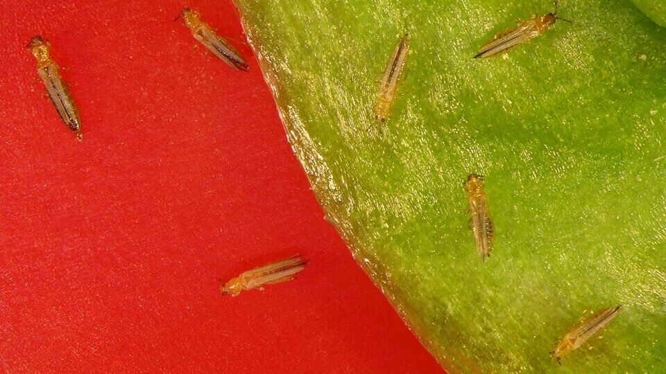 ������: ��� ���������� � �������� ���� ������� ����������