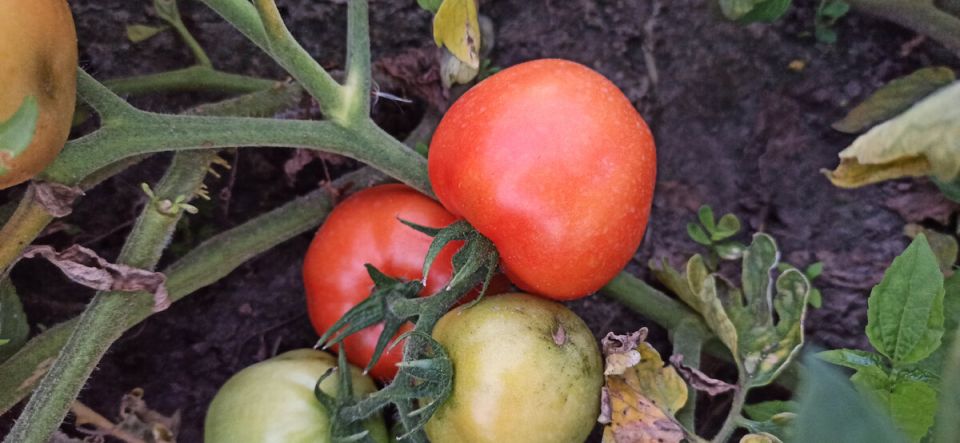 ��� �� 500 ������ ����� ������� ��������� �� 1000 ����� �������