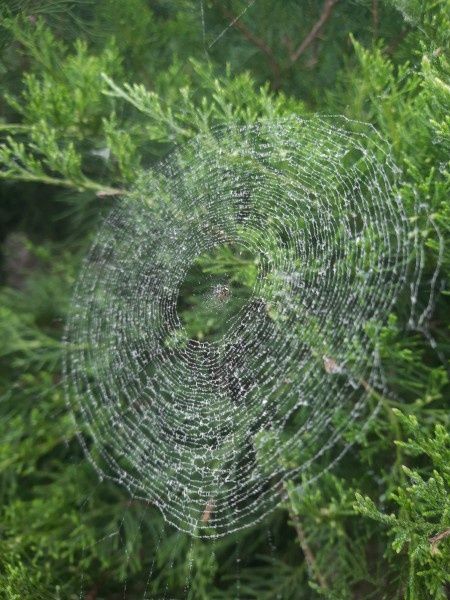 ���������� �����: ������������ ������� �� ����� ������ ��������