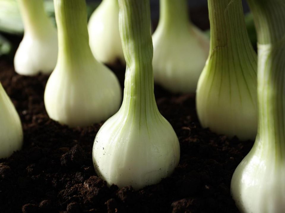 ������ ������� ����� ����: �������� ������� � �������