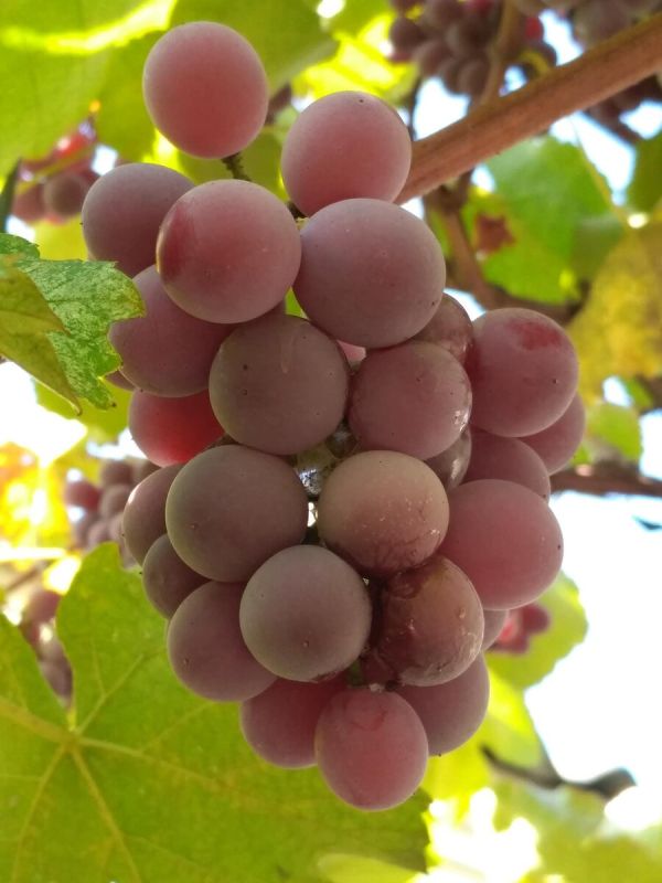 ������� ������� �����: ������, ����� � ��������� �������