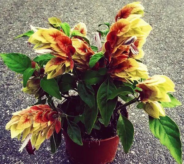 ����������: ����������� ����, �������� ������� ��� �� ����� �����������