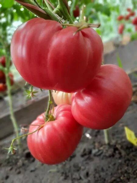 ����� �������: ��� ���� � ��������� ������� � ���������������� �����