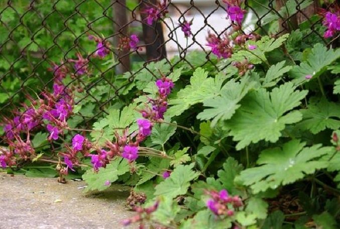 ����������� ������: ������������ �������� ��� ������ ����