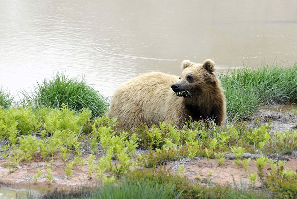 ��������� ��������� ������ ������������: ����� ���������� ���������� �������� ������������