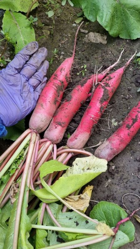 ����� ������� �������: ���������� ��������� � ������ ������