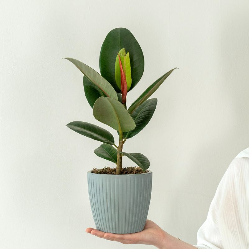 Комнатные растения как оригинальный подарок на 23 февраля для мужчин