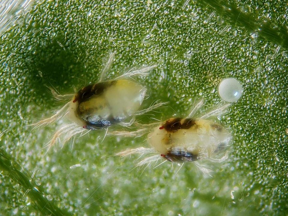 Сухой воздух как катализатор размножения паутинного клеща: что нужно знать