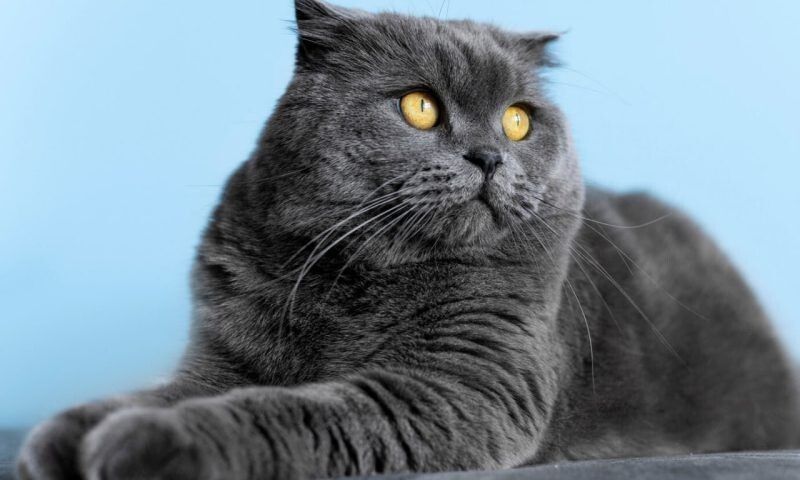 ������ ��������� ���������� �� ����������� �������� � �������� ����������