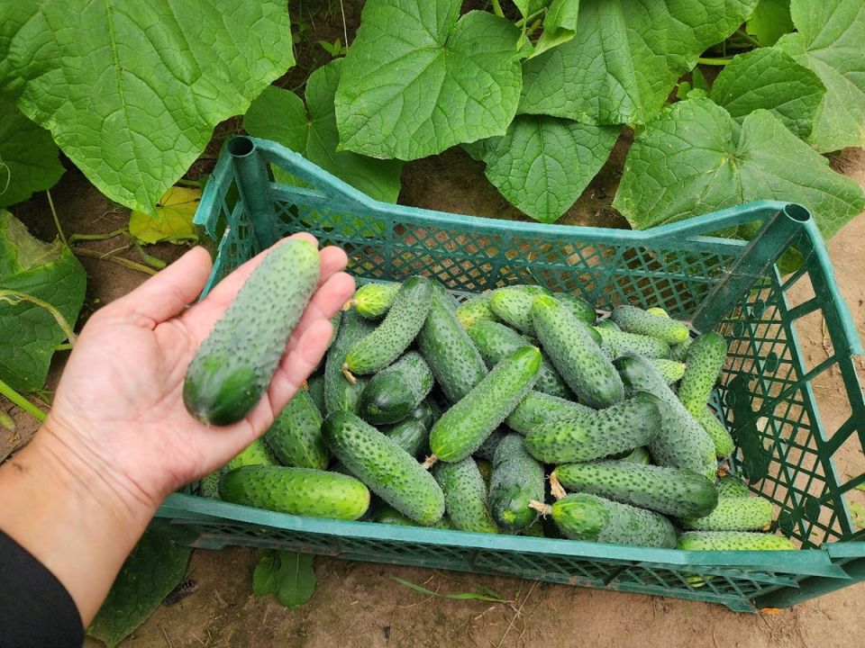 ���������� �������: ������ �������� ������ �� 15 ����