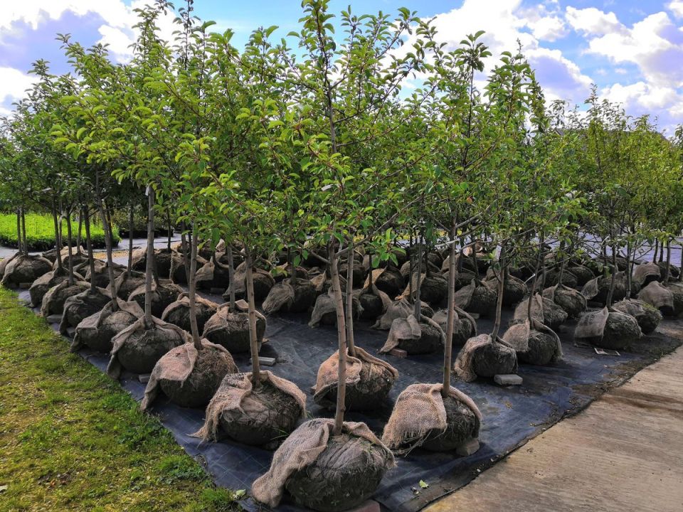 ����� � ������ ����� ������ ������� ������?