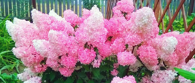 ����� ���������� ���������: ������ ����