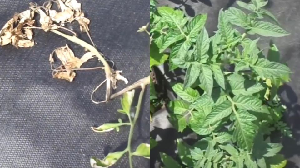 Как обрезка листьев томатов по сигналам растений меняет урожай даже в жару