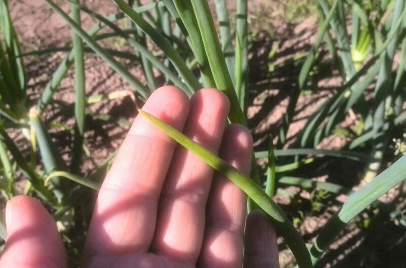 Почему желтеет лук и чеснок на грядках: ключевые причины