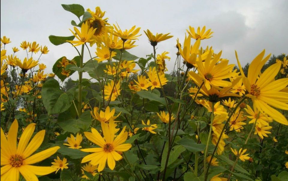 ����������: ������ �������� ���������� �� �������� ������