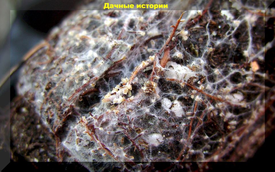 ��������: ������� ��������� ����������� � ������ �� ������� ��������