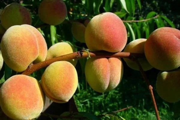 ����������� ������� �������: ������� ������ ��� ������ ����