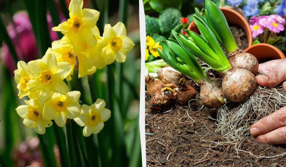 Нарциссы отцвели: Как ухаживать за клумбой и луковицами