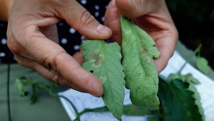 Как распознать бурую пятнистость на томатах в августе: полезные советы агронома