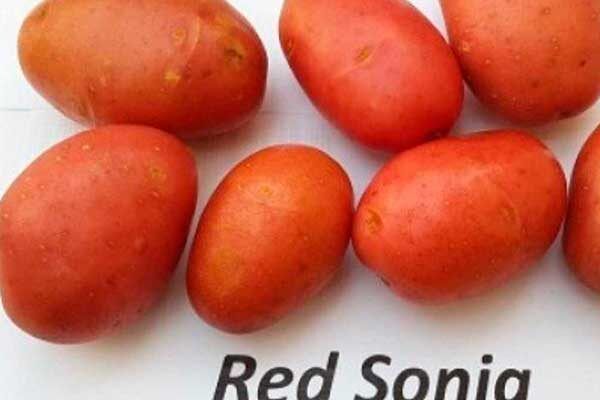 Почему картофель Ред Соня стал любимцем огородников