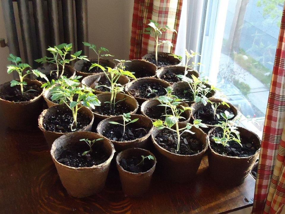 Томаты в 2025: когда лучше сажать для лучшего урожая