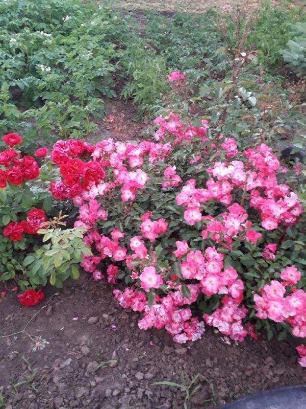 ��� ������ ���� �� ��������: ������� ������� ��� �����