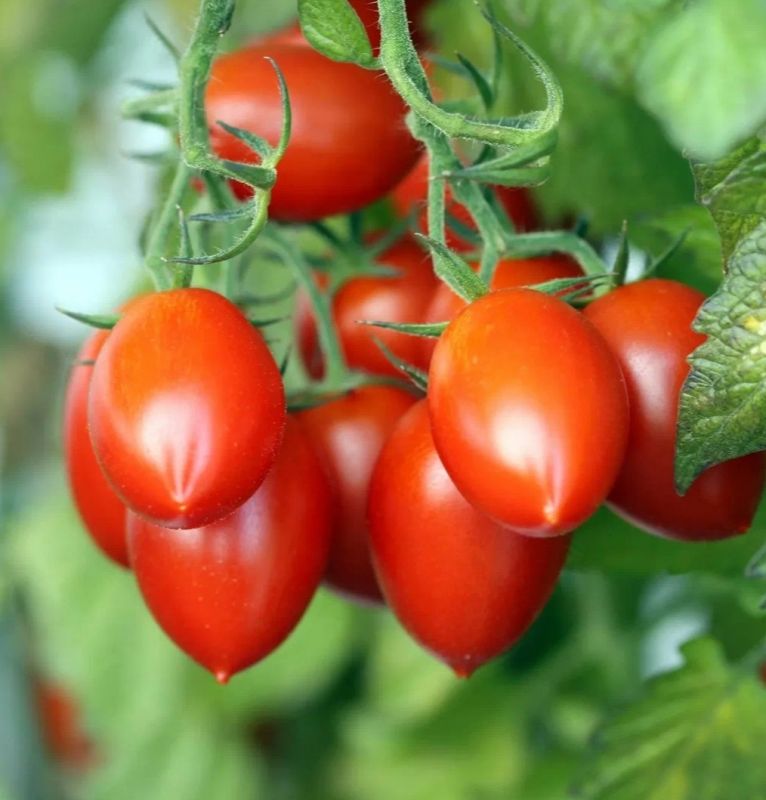 ����������� ������� ��� ����: ������������, ���������� � ������