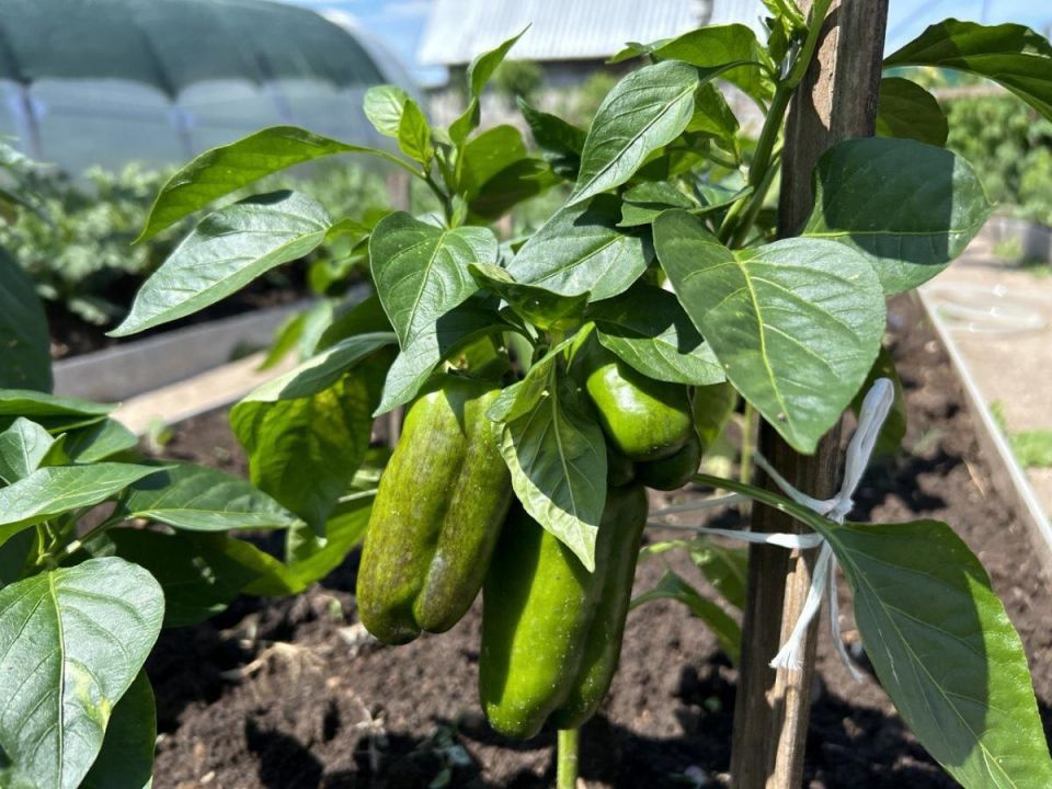 ������ ����� �������� ����� ��� ��������� � ����������