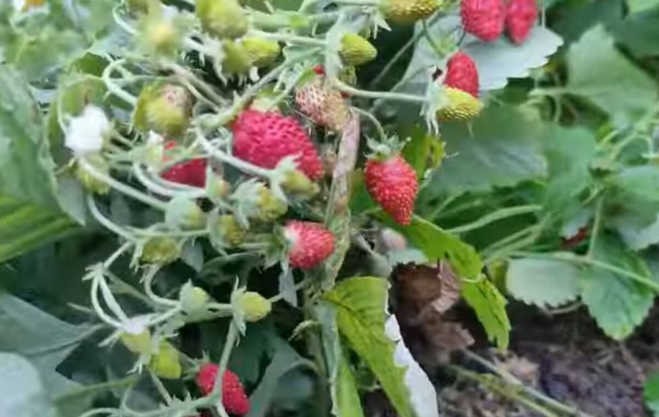 ��� ���������� ��������� ����� � ������ �� �������?